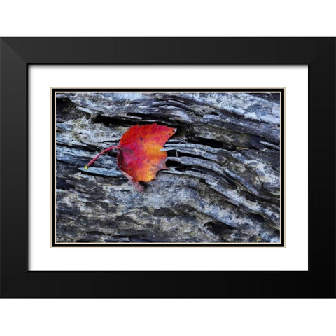 New York, Adirondack Mountains Leaf on dark rock Black Modern Wood Framed Art Print with Double Matting by OBrien, Jay