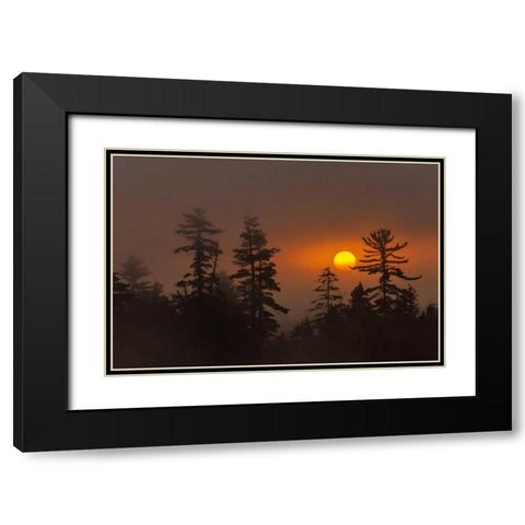NY, Adirondack Mts Forest silhouette at sunset Black Modern Wood Framed Art Print with Double Matting by OBrien, Jay