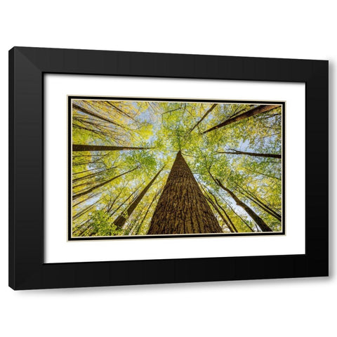 Wide angle view upward in the forest-Great Smoky Mountains National Park-North Carolina Black Modern Wood Framed Art Print with Double Matting by Jones, Adam