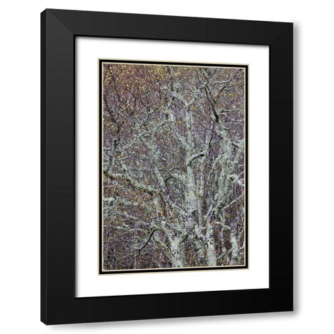 Lichen covered trees at high elevation-Great Smoky Mountains National Park-North Carolina Black Modern Wood Framed Art Print with Double Matting by Jones, Adam