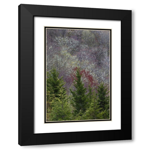 Lichen covered trees at high elevation-Great Smoky Mountains National Park-North Carolina Black Modern Wood Framed Art Print with Double Matting by Jones, Adam