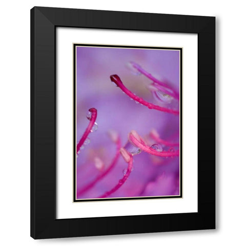 North Carolina Catawba rhododendron with dew Black Modern Wood Framed Art Print with Double Matting by Rotenberg, Nancy