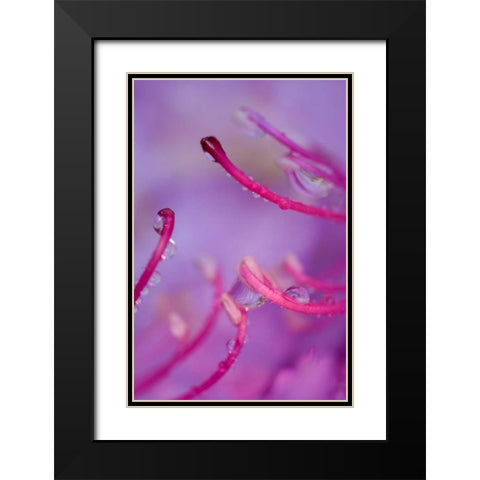 North Carolina Catawba rhododendron with dew Black Modern Wood Framed Art Print with Double Matting by Rotenberg, Nancy