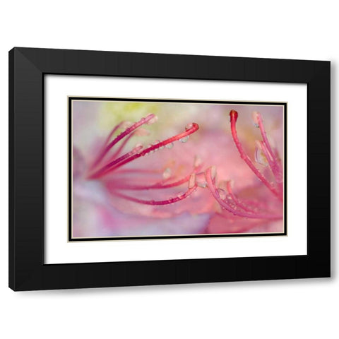 North Carolina Catawba rhododendron with dew Black Modern Wood Framed Art Print with Double Matting by Rotenberg, Nancy