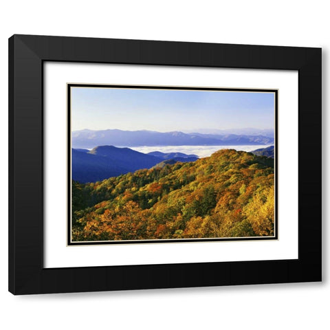 NC, Great Smoky Mts Forest in autumn Black Modern Wood Framed Art Print with Double Matting by Flaherty, Dennis