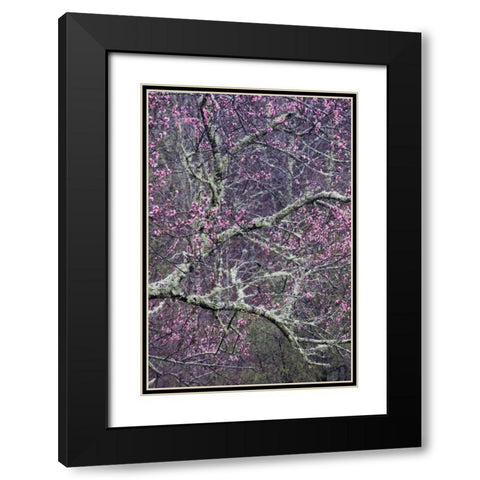 North Carolina, Smoky Mts Cherry blossom tree Black Modern Wood Framed Art Print with Double Matting by Rotenberg, Nancy