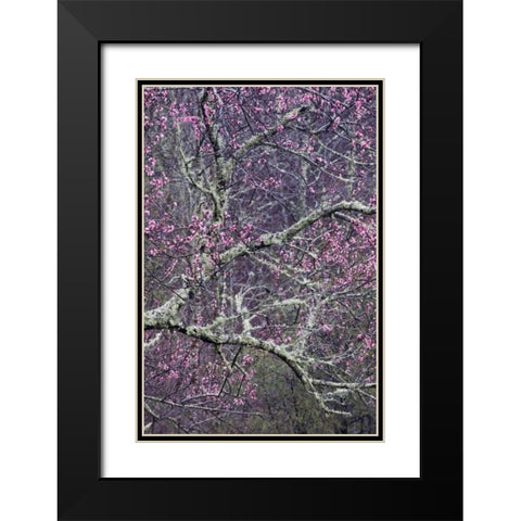 North Carolina, Smoky Mts Cherry blossom tree Black Modern Wood Framed Art Print with Double Matting by Rotenberg, Nancy
