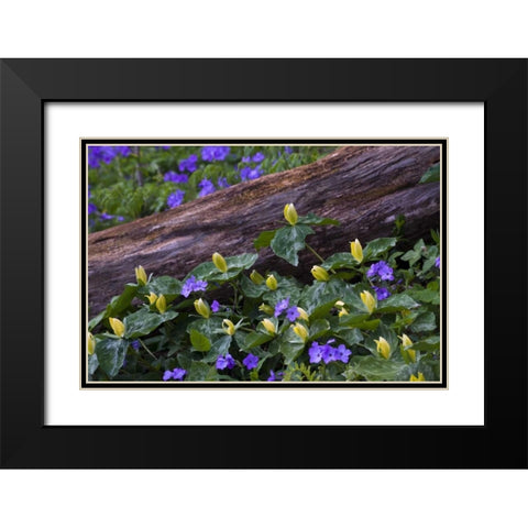 NC, Great Smoky Mts Spring flowers by a log Black Modern Wood Framed Art Print with Double Matting by Rotenberg, Nancy