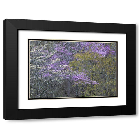 NC, Great Smoky Mts Dogwood and redbud trees Black Modern Wood Framed Art Print with Double Matting by Rotenberg, Nancy