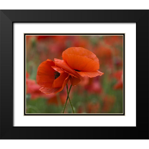 North Carolina Red poppies intertwined in field Black Modern Wood Framed Art Print with Double Matting by Rotenberg, Nancy