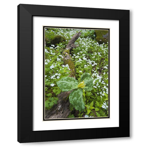 North Carolina, Great Smoky Mts Trillium flowers Black Modern Wood Framed Art Print with Double Matting by Rotenberg, Nancy