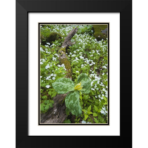North Carolina, Great Smoky Mts Trillium flowers Black Modern Wood Framed Art Print with Double Matting by Rotenberg, Nancy