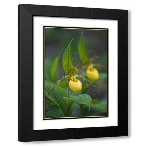 North Carolina Yellow ladys slipper flowers Black Modern Wood Framed Art Print with Double Matting by Rotenberg, Nancy