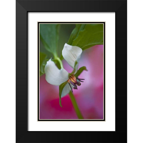 NC, Great Smoky Mts A southern nodding trillium Black Modern Wood Framed Art Print with Double Matting by Rotenberg, Nancy