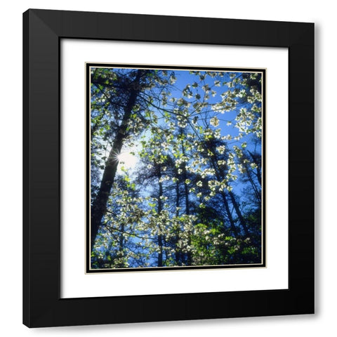 North Carolina, Flowering Dogwood trees Black Modern Wood Framed Art Print with Double Matting by Talbot Frank, Christopher
