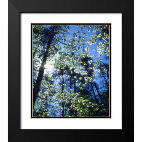 North Carolina, Flowering Dogwood trees Black Modern Wood Framed Art Print with Double Matting by Talbot Frank, Christopher
