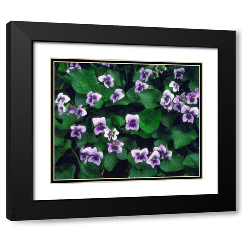 North Carolina, Great Smoky Mts Forest flowers Black Modern Wood Framed Art Print with Double Matting by Talbot Frank, Christopher