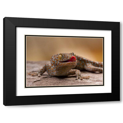 North Carolina Close-up of tokay gecko on rock Black Modern Wood Framed Art Print with Double Matting by Illg, Cathy and Gordon
