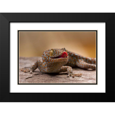 North Carolina Close-up of tokay gecko on rock Black Modern Wood Framed Art Print with Double Matting by Illg, Cathy and Gordon