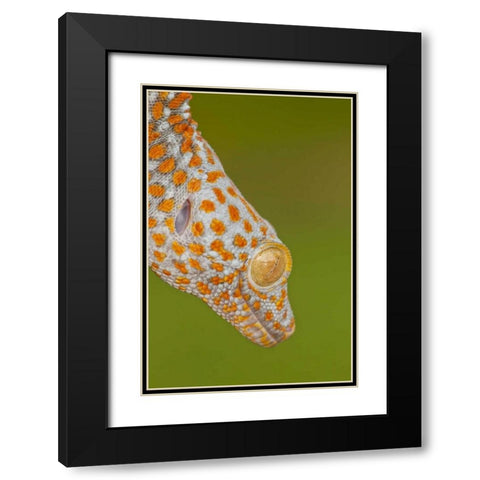 North Carolina Close-up of tokay geckos head Black Modern Wood Framed Art Print with Double Matting by Illg, Cathy and Gordon