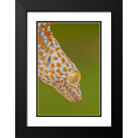 North Carolina Close-up of tokay geckos head Black Modern Wood Framed Art Print with Double Matting by Illg, Cathy and Gordon