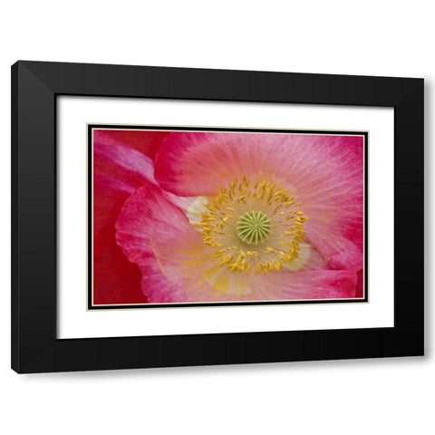 USA, North Carolina Close-up of poppy interior Black Modern Wood Framed Art Print with Double Matting by Rotenberg, Nancy