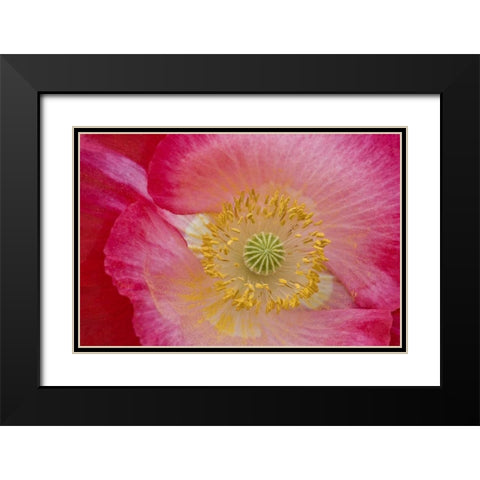 USA, North Carolina Close-up of poppy interior Black Modern Wood Framed Art Print with Double Matting by Rotenberg, Nancy