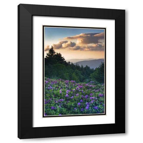 North Carolina Rhododendrons in the mountains Black Modern Wood Framed Art Print with Double Matting by Rotenberg, Nancy