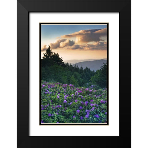 North Carolina Rhododendrons in the mountains Black Modern Wood Framed Art Print with Double Matting by Rotenberg, Nancy