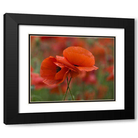 USA, North Carolina Close-up of poppy Black Modern Wood Framed Art Print with Double Matting by Rotenberg, Nancy