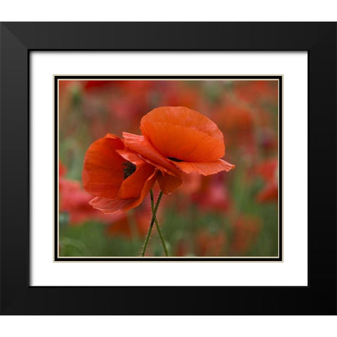 USA, North Carolina Close-up of poppy Black Modern Wood Framed Art Print with Double Matting by Rotenberg, Nancy
