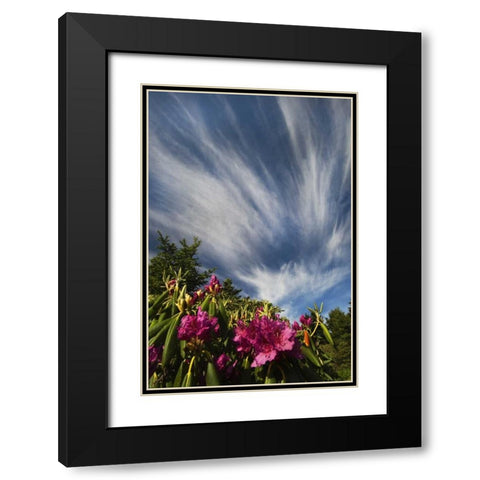 North Carolina Catawba rhododendrons and sky Black Modern Wood Framed Art Print with Double Matting by Rotenberg, Nancy