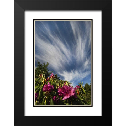 North Carolina Catawba rhododendrons and sky Black Modern Wood Framed Art Print with Double Matting by Rotenberg, Nancy