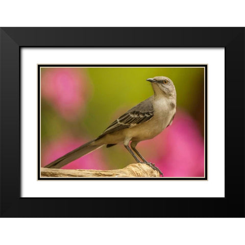 North Carolina, Guilford County Mockingbird Black Modern Wood Framed Art Print with Double Matting by Illg, Cathy and Gordon