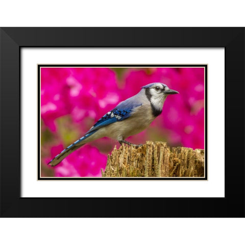North Carolina, Guilford County Blue jay Black Modern Wood Framed Art Print with Double Matting by Illg, Cathy and Gordon