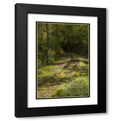North Carolina Overgrown abandoned rail line Black Modern Wood Framed Art Print with Double Matting by Grall, Don