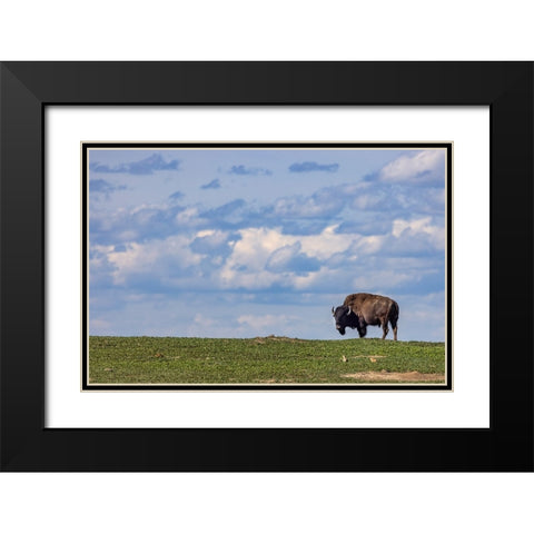 Bison bull in prairie dog town against the big sky in Theodore Roosevelt National Park-North Dakota Black Modern Wood Framed Art Print with Double Matting by Haney, Chuck