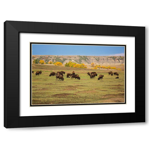 Theodore Roosevelt National Park-North Dakota-USA American Bison calves Black Modern Wood Framed Art Print with Double Matting by Sienda, Jolly