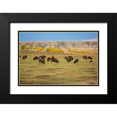 Theodore Roosevelt National Park-North Dakota-USA American Bison calves Black Modern Wood Framed Art Print with Double Matting by Sienda, Jolly