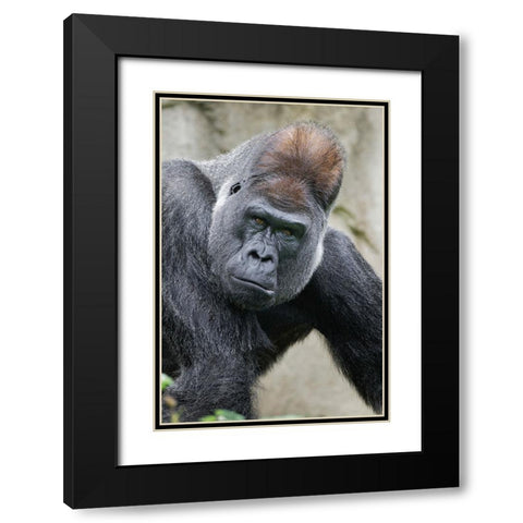 Western Gorilla-Cincinnati Zoo Black Modern Wood Framed Art Print with Double Matting by Jones, Adam