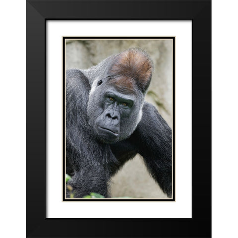 Western Gorilla-Cincinnati Zoo Black Modern Wood Framed Art Print with Double Matting by Jones, Adam