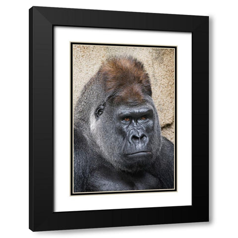 Western Gorilla-Cincinnati Zoo Black Modern Wood Framed Art Print with Double Matting by Jones, Adam