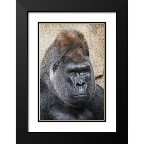 Western Gorilla-Cincinnati Zoo Black Modern Wood Framed Art Print with Double Matting by Jones, Adam