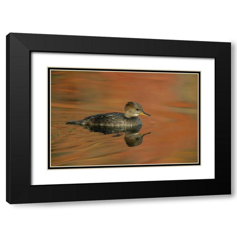 Ohio, Cleveland Hooded merganser moving in water Black Modern Wood Framed Art Print with Double Matting by Morris, Arthur