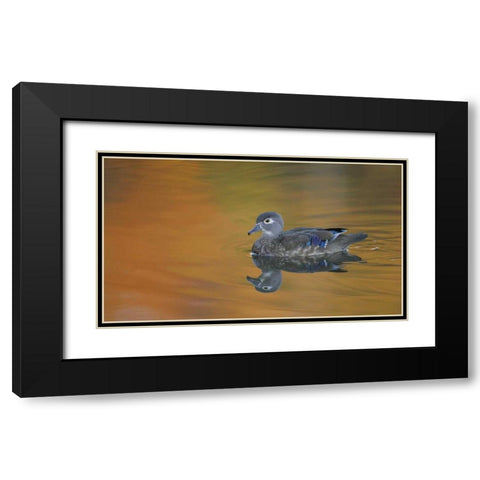 Ohio, Cleveland, Abstract of wood duck hen Black Modern Wood Framed Art Print with Double Matting by Morris, Arthur