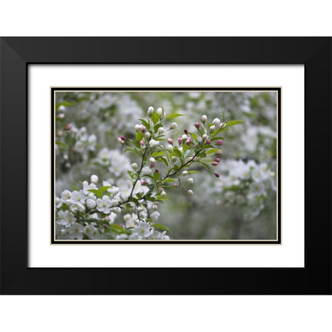 USA, Ohio Cherry blossom branch in bloom Black Modern Wood Framed Art Print with Double Matting by Rotenberg, Nancy