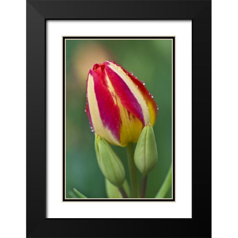 Ohio Close-up of single tulip flower with buds Black Modern Wood Framed Art Print with Double Matting by Rotenberg, Nancy