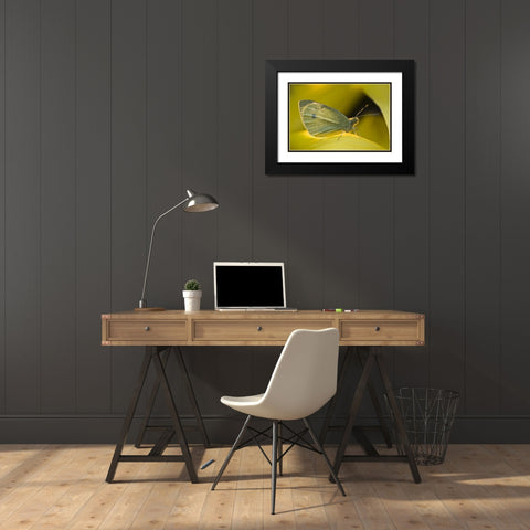 Ohio Sulphur butterfly on yellow daffodil flower Black Modern Wood Framed Art Print with Double Matting by Rotenberg, Nancy