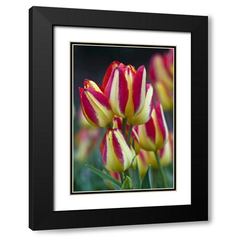 USA, Ohio Close-up of tulip variety Black Modern Wood Framed Art Print with Double Matting by Rotenberg, Nancy