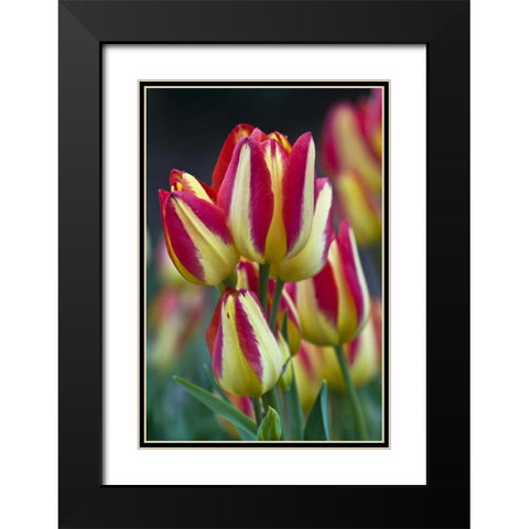 USA, Ohio Close-up of tulip variety Black Modern Wood Framed Art Print with Double Matting by Rotenberg, Nancy